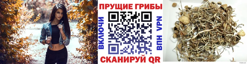 даркнет сайт Палласовка Галлюциногенные грибы MAGIC MUSHROOMS